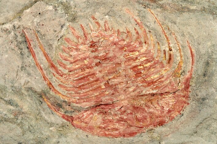 Colorful Kettneraspsis Trilobite With Pos/Neg - Timrzit , Morocco #270558